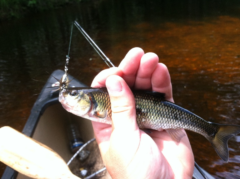 Is this Land Locked Salmon?