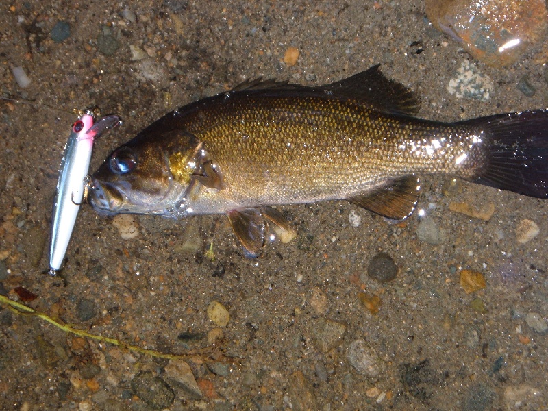 Fishing near Watertown in Middlesex County, Massachusetts - MA