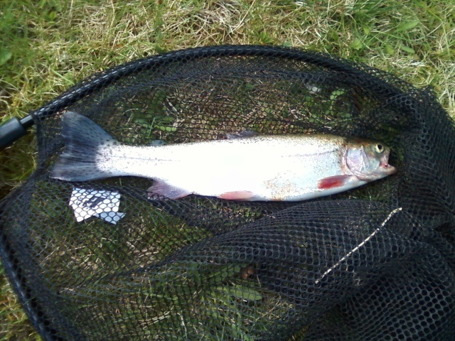 stocked rainbow near Brookline