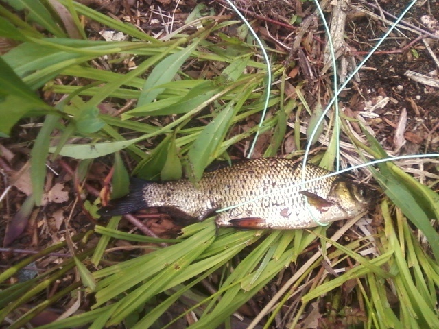 Wounded Golden shiner 