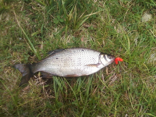 Big golden shiner