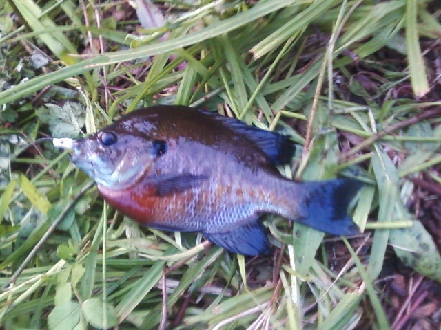 Typical bluegill