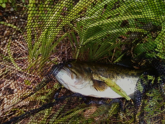 1st bass on the Fly