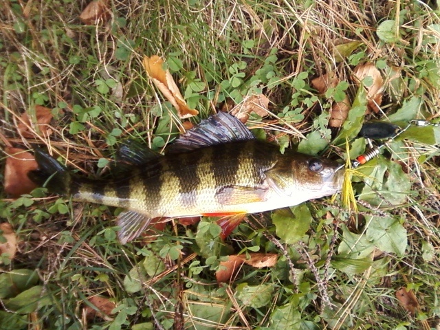 Yellow Perch