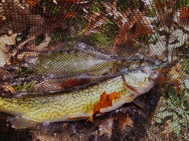 Strong Pickerel