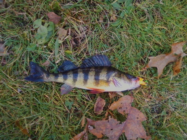 Yellow Perch