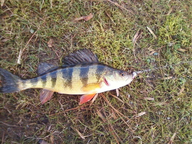 Yellow Perch near Brookline