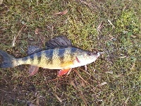 A pickerel and 3 Perches 