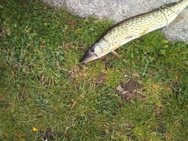 Crystal Pickerel