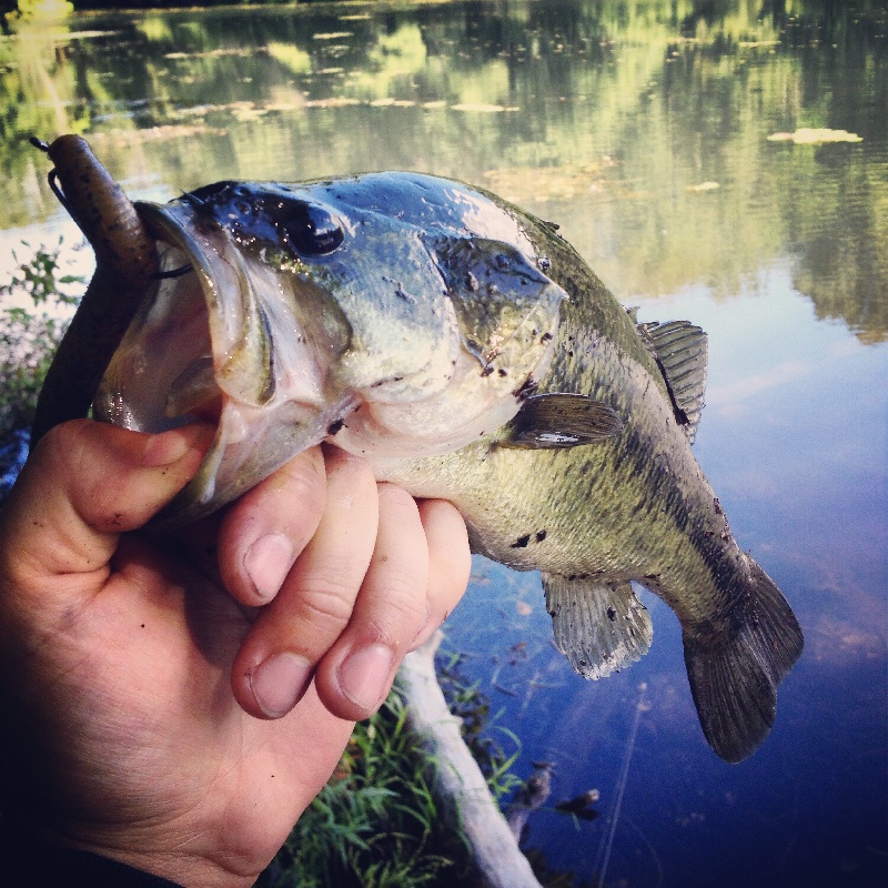 Largemouth Bass