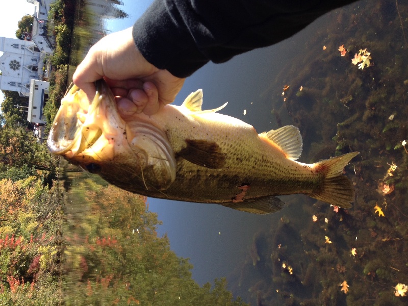 4lb Chunk near Berlin