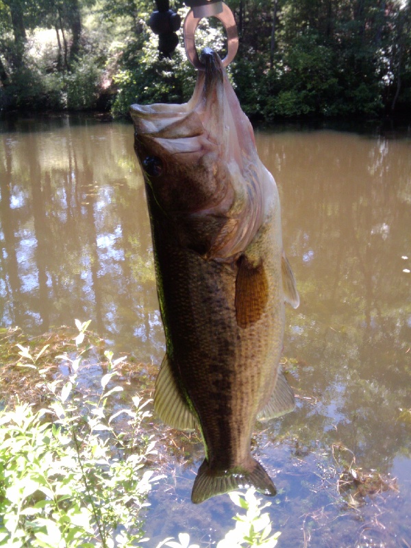 Largemouth Bass