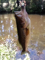 Largemouth Bass