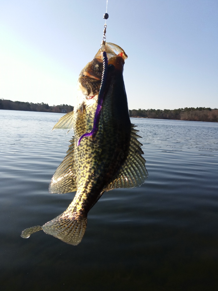 Black Crappie