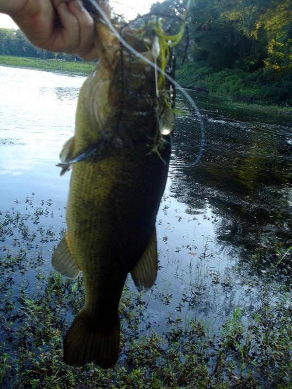 Lake Sabbatia tailwater area near Taunton