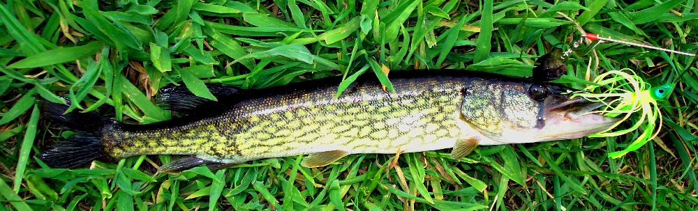 Lake Rico pickerel