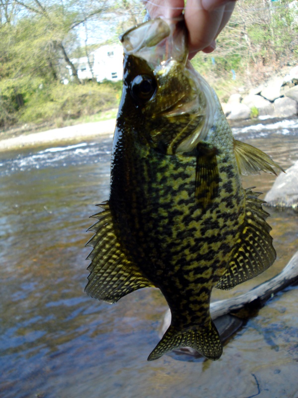 Lake Sabbatia crappie