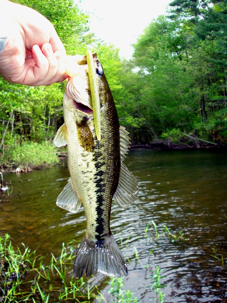 Lake Rico larry