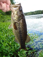 6-17-2010 Big Bear Hole Pond, MA Fishing Report