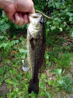 Massasoit limit bassin' Fishing Report