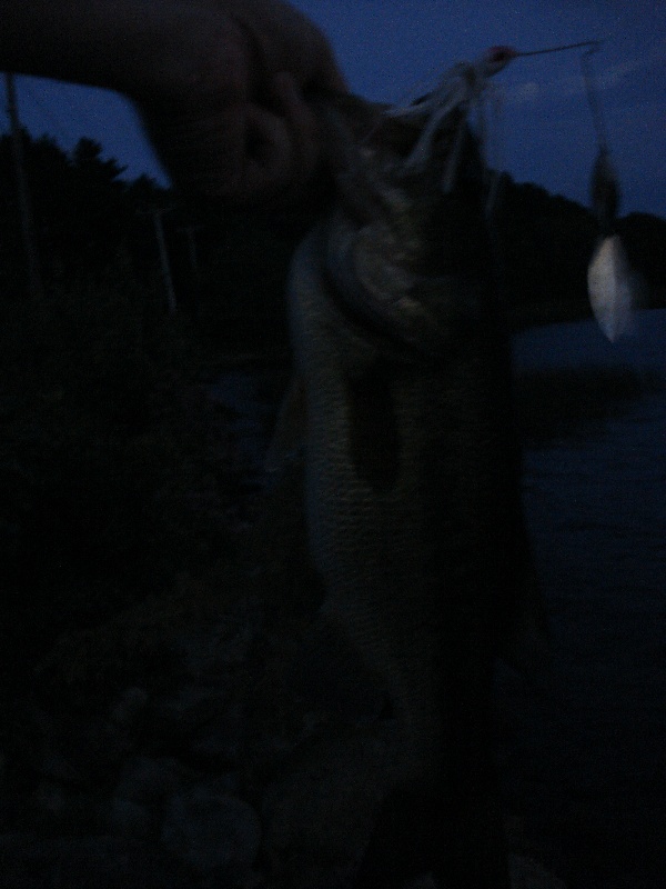 Snipatuit nighttime bucketmouth