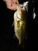 Snipatuit nighttime bucketmouth