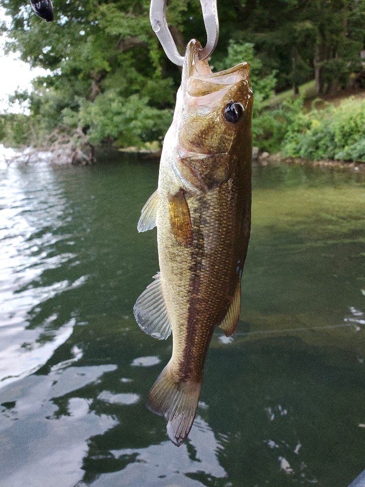 Plugs Pond 9/7/20