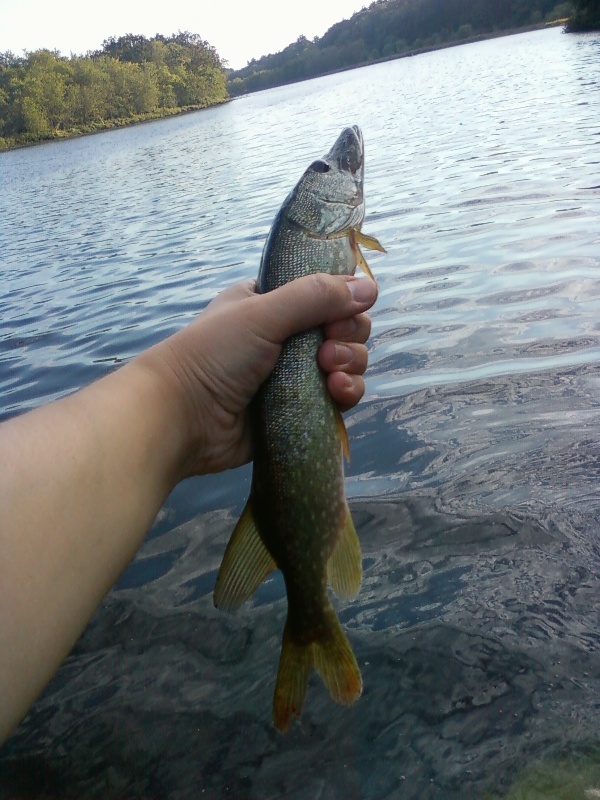 another Northern Pike, Concord River 090710