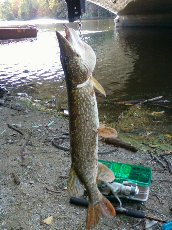 3.5 Lb Northern Pike, 1.5~2.0 ft