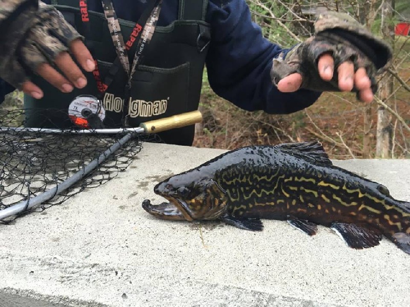 Daughters Tiger Trout 