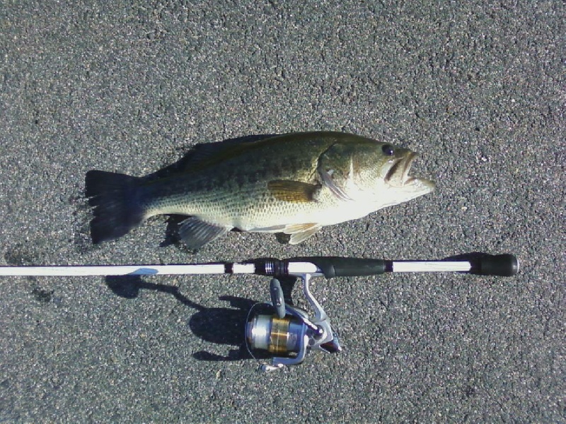 4lb on jig