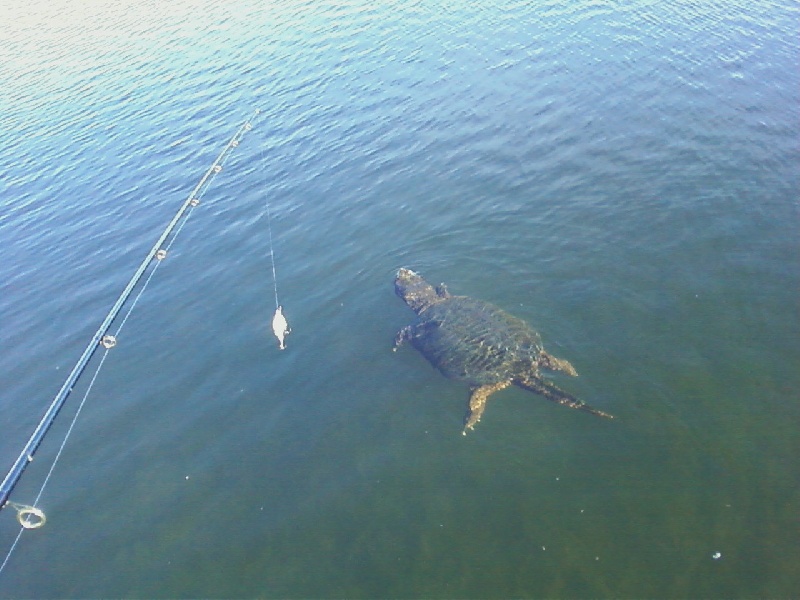 Snapping Turtle