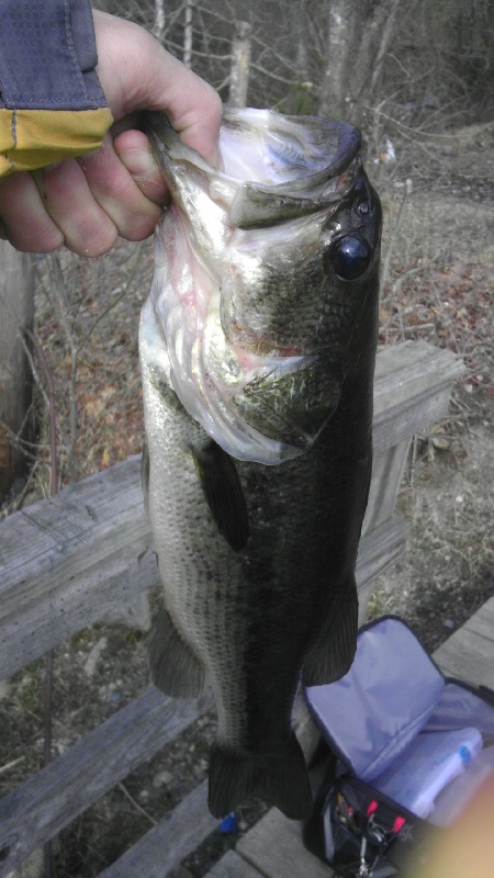 -0-o- Bass  2