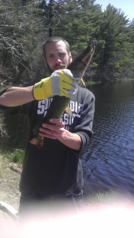 !!! 4.15 lb Pickerel !!!