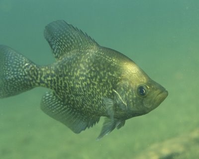 Calico Bass(Black Crappie)