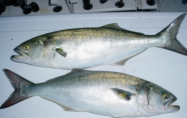 Bluefish