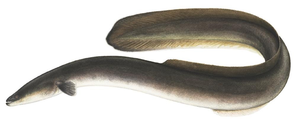 American Eel