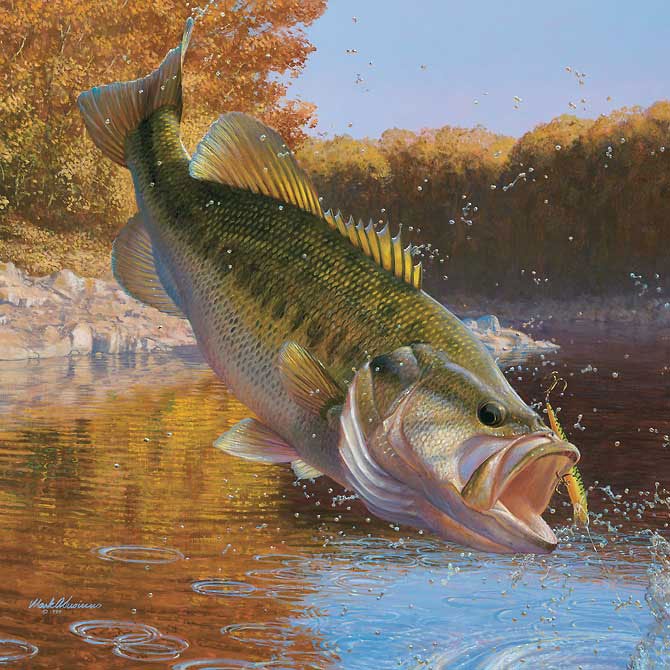 Largemouth Bass