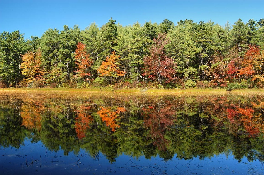 College Pond