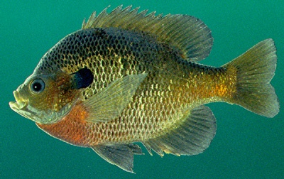 Bluegill