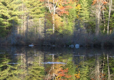 Laurel Pond