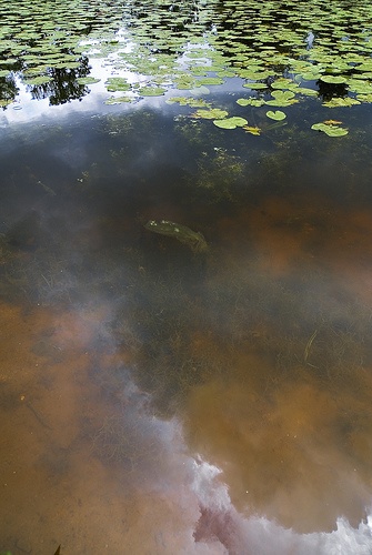 Dunham Pond