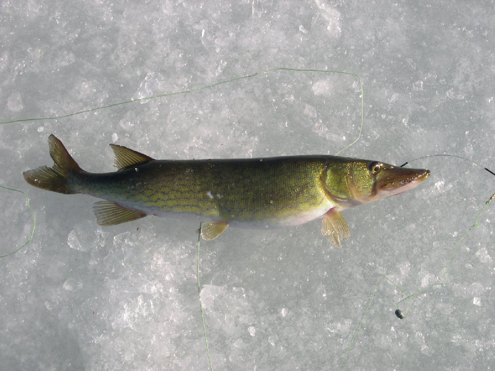 Eddy Pond Pick