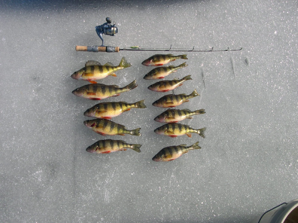 Eddy Pond Perch