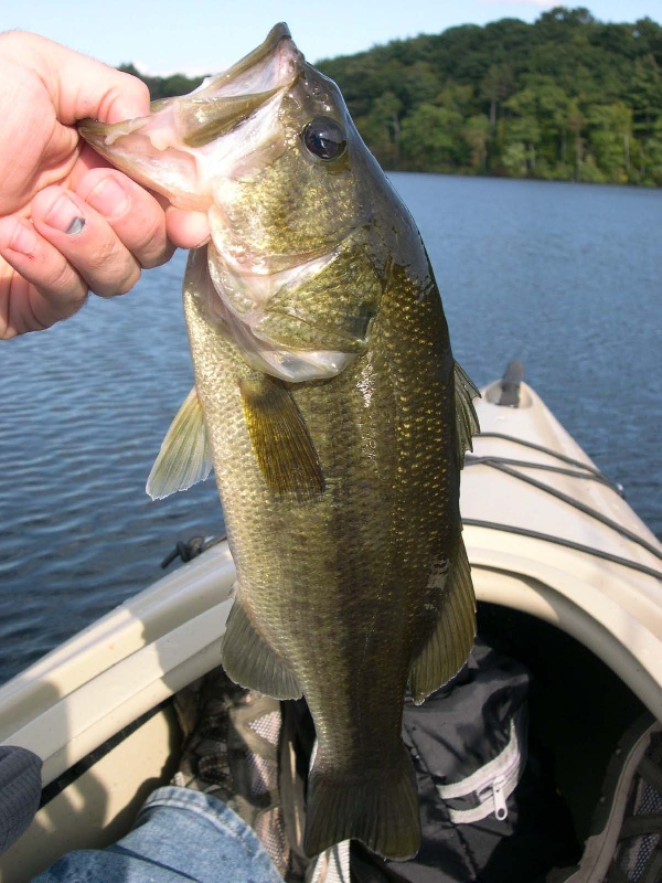 Sherborn fishing photo 5