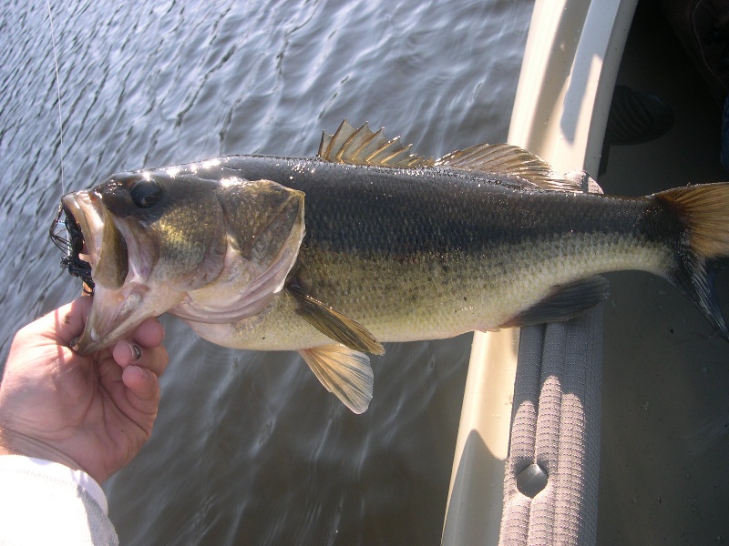 Sherborn fishing photo 1