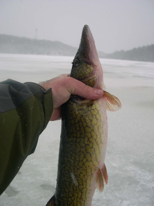 Rockport fishing photo 5