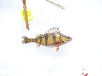 Another day, another perch... Fishing Report