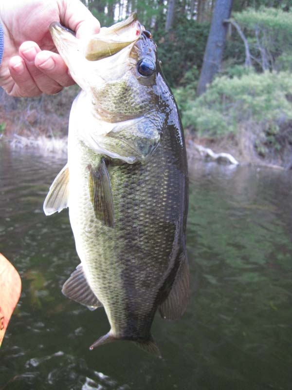 Lexington fishing photo 5