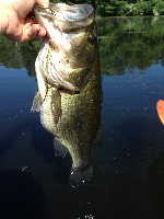 Big bass and a bunch of kooks Fishing Report